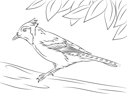 Cute Blue Jay Coloring Page